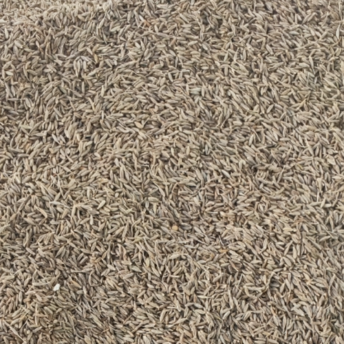 Cumin Seed
