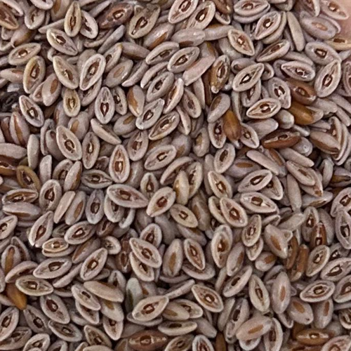 PSYLLIUM SEED