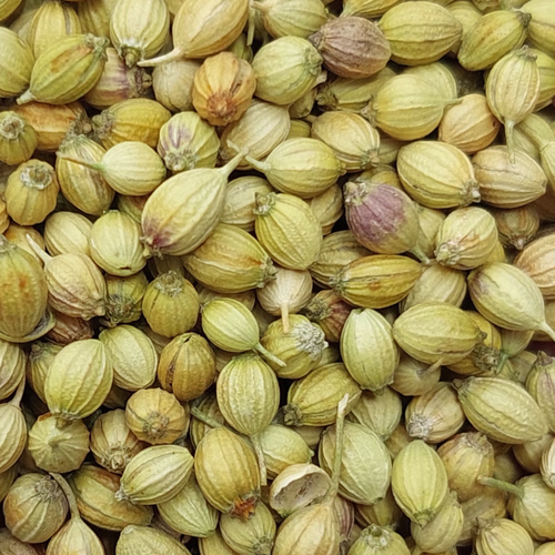 CORIANDER