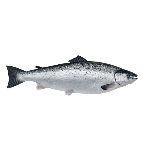 FRESH AND FROZEN ATLANTIC SALMON - Salmo Salar