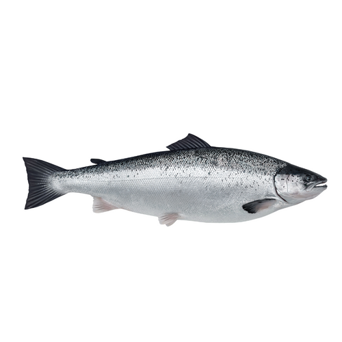 FRESH AND FROZEN ATLANTIC SALMON - Salmo Salar