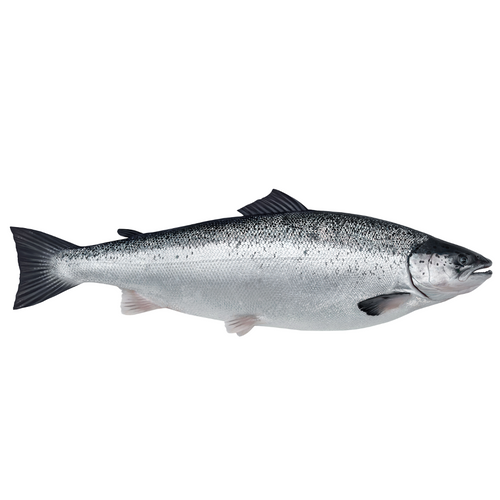 FRESH AND FROZEN ATLANTIC SALMON - Salmo Salar