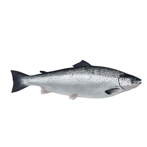 FRESH AND FROZEN ATLANTIC SALMON - Salmo Salar