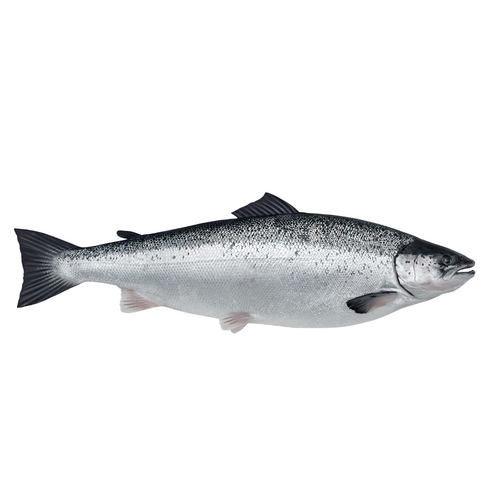 FRESH AND FROZEN ATLANTIC SALMON - Salmo Salar