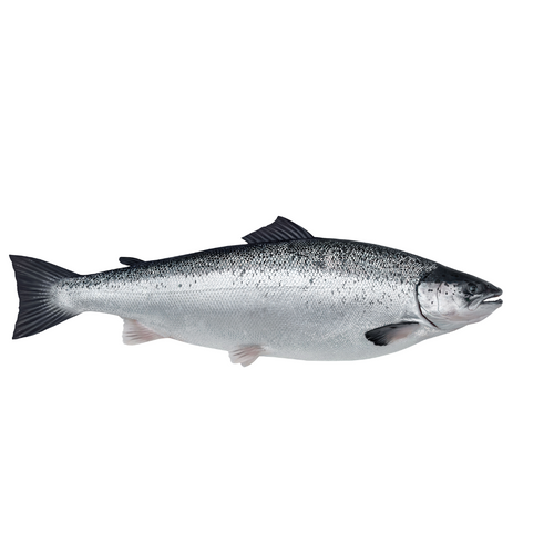 FRESH AND FROZEN ATLANTIC SALMON - Salmo Salar