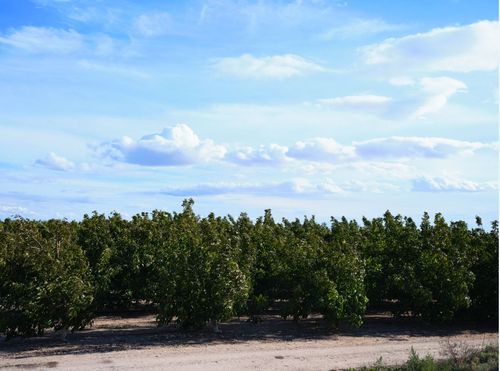 Finca La Noguera la nuez fresca de España