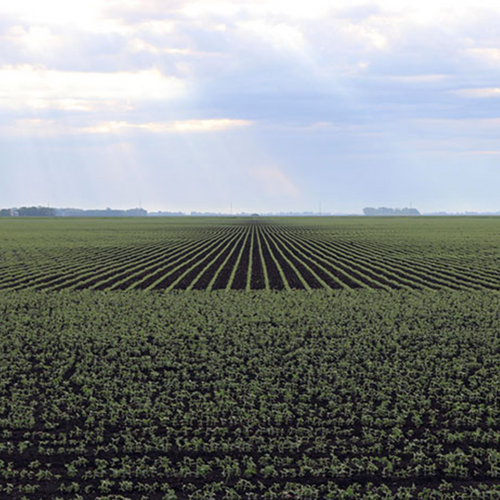 U.S. Whole Soybeans