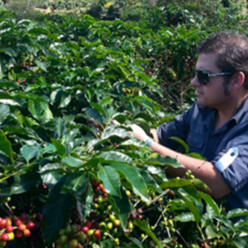 100% Kona Cofee - Extra Fancy, Fancy, No. 1, & Prime