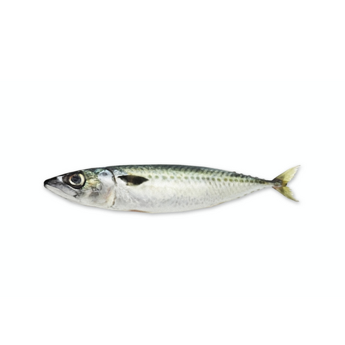 CHUB MACKEREL