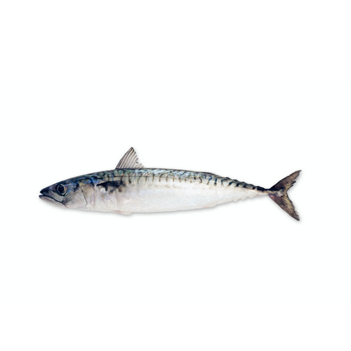 ATLANTIC MACKEREL