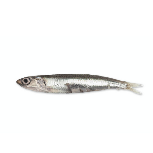 EUROPEAN ANCHOVY