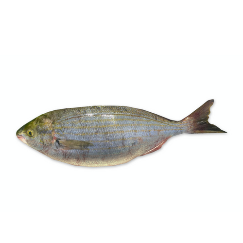 SAUPE