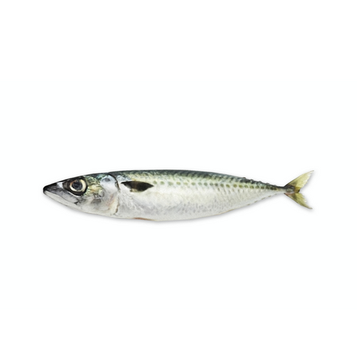 CHUB MACKEREL