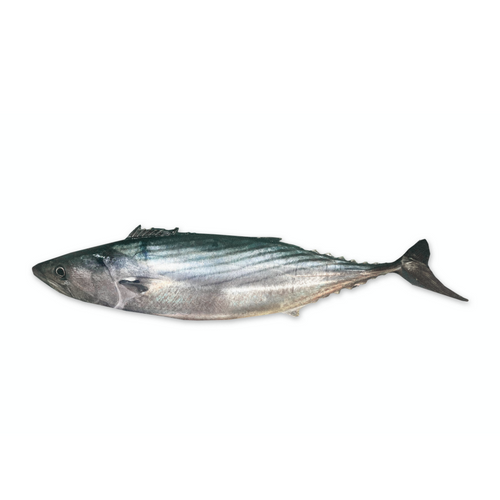 ATLANTIC BONITO