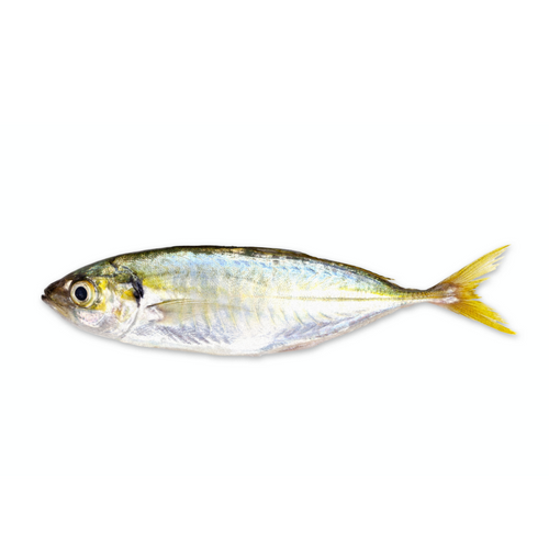 NORTH ATLANTIC HORSE MACKEREL