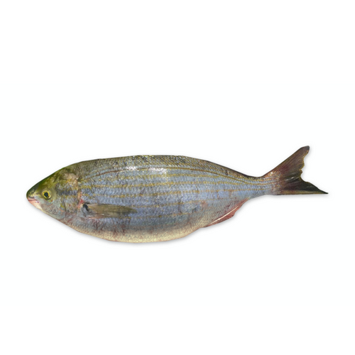 SAUPE