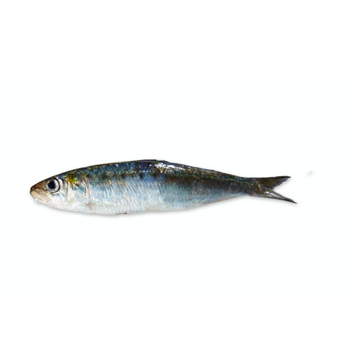 EUROPEAN SARDINE