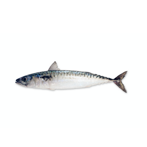 ATLANTIC MACKEREL