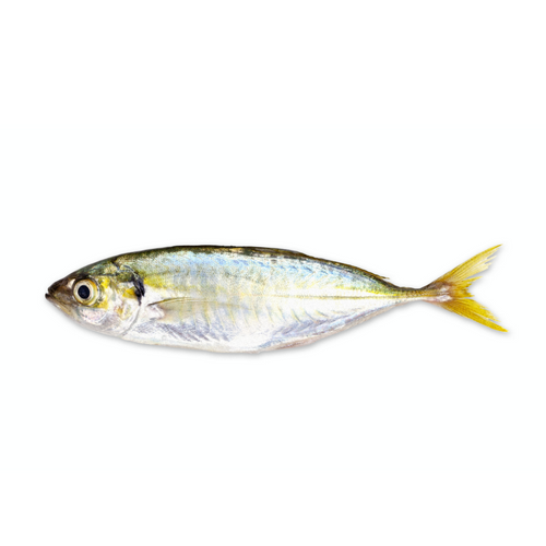 NORTH ATLANTIC HORSE MACKEREL