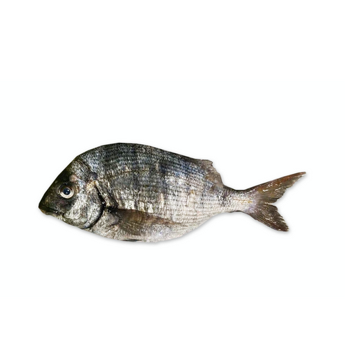 WHITE SEABREAM