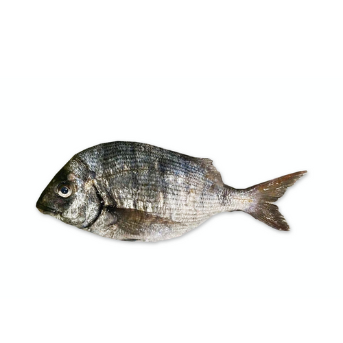 WHITE SEABREAM