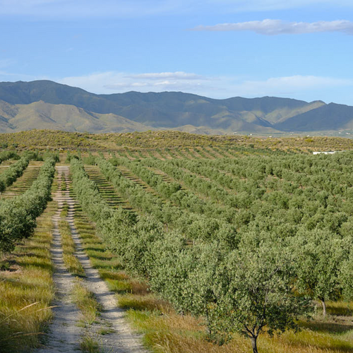 Extra Virgin Olive Oil - Coupage