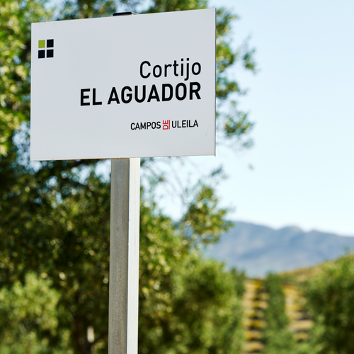 Extra Virgin Olive Oil - Arbequina