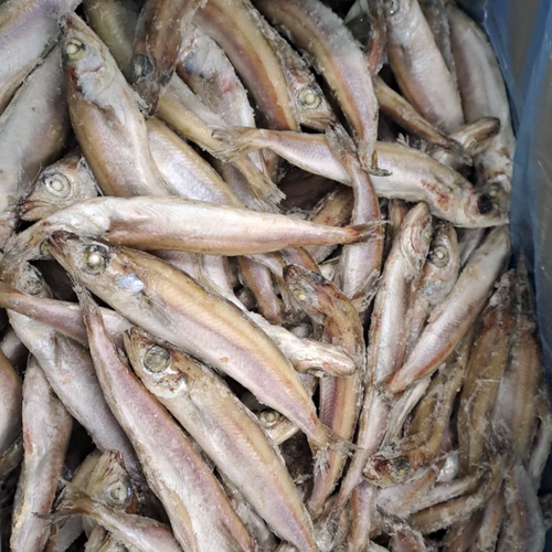 BLUE WHITING