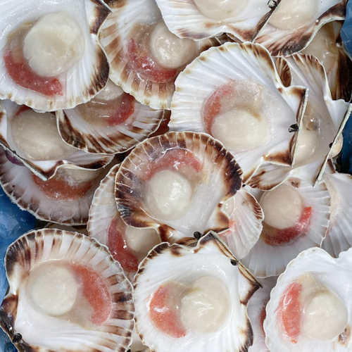 SCALLOPS