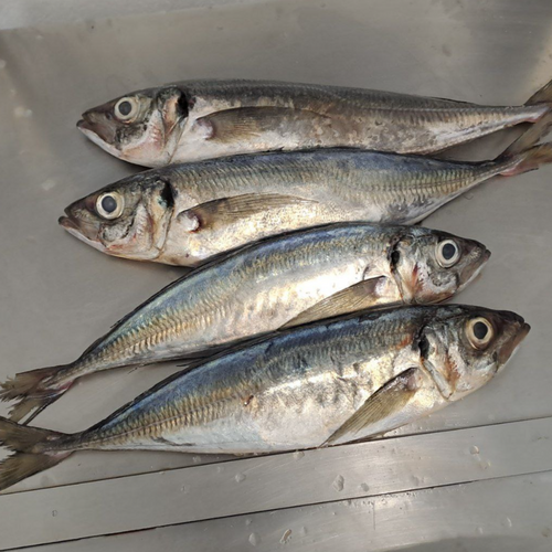 HORSE MACKEREL