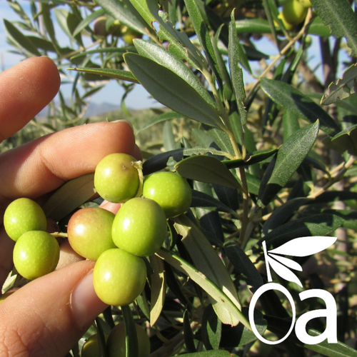 ARBEQUINA EXTRA VIRGIN OLIVE OIL PREMIUM 500ML