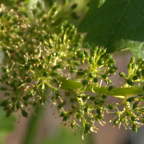 ORO DEL DESIERTO BALSAMIC VINEGAR