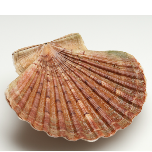 Frozen scallop