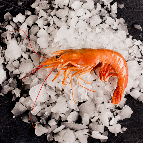 Argentine Red Shrimp