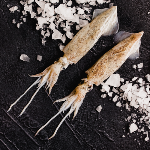 Patagonian Squid