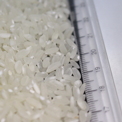 White medium grain rice Variety Ronaldo
