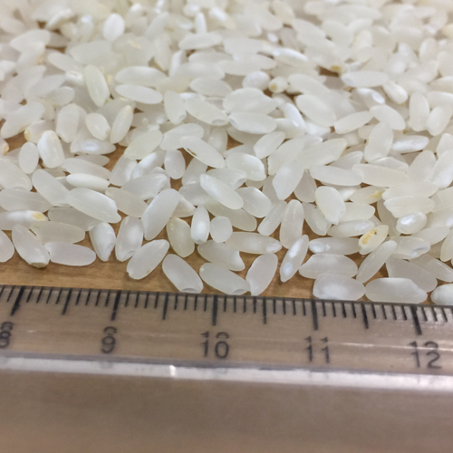 Medium grain camolino