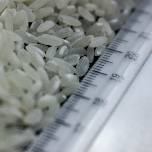 White medium grain rice Variety Ronaldo