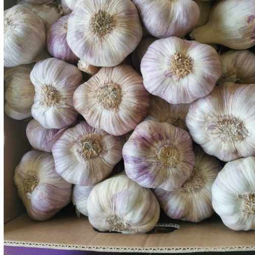 GARLIC
