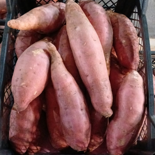 SWEET POTATO