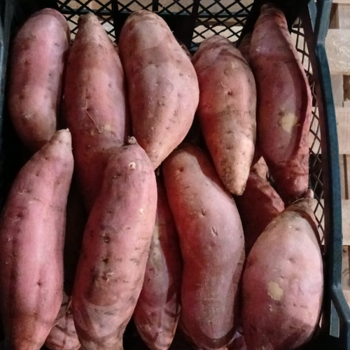 SWEET POTATO