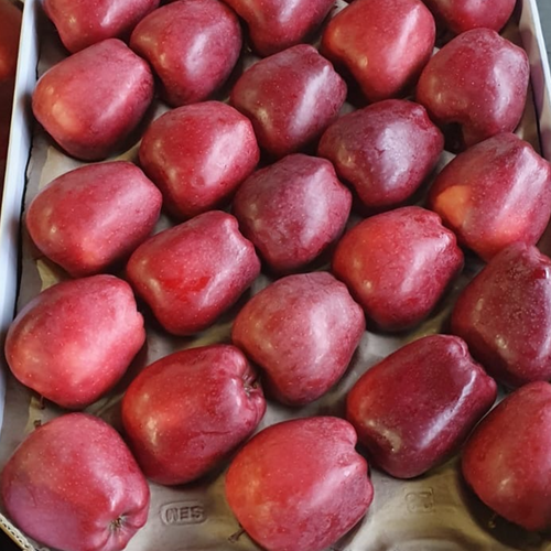 APPLES