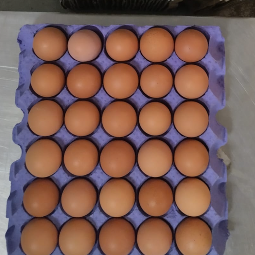 EGGS