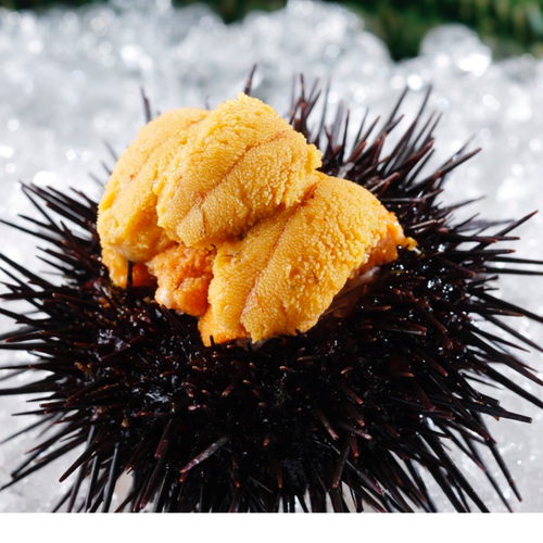 The Best of Best “Emperor Sea Urchin” in Japanese histor