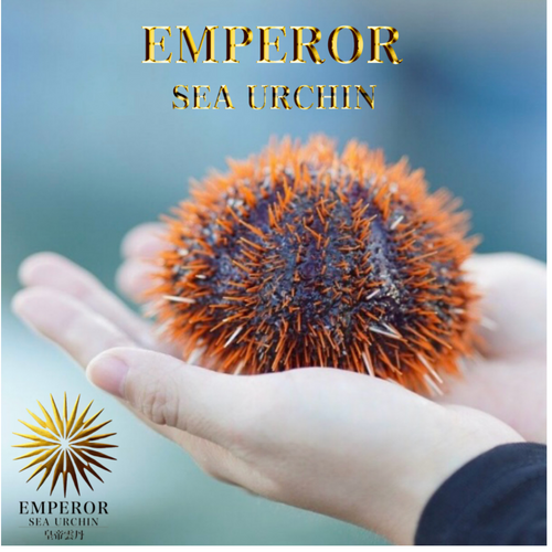 The Best of Best “Emperor Sea Urchin” in Japanese histor