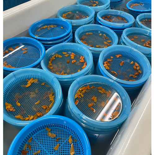 The Best of Best “Emperor Sea Urchin” in Japan histor