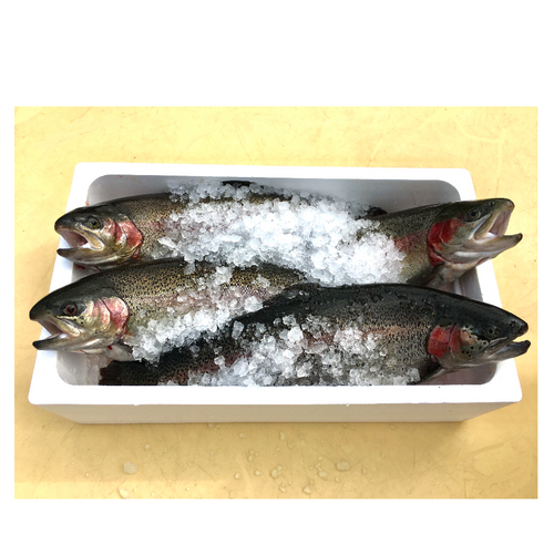 EmperorFood Japan |PremiumSashimi Grade“「salmon trout」”