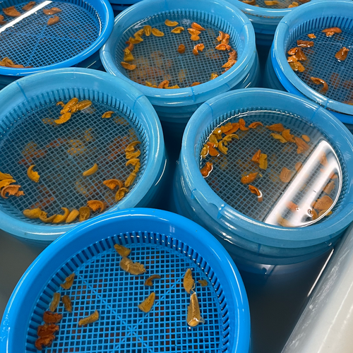 The Best of Best “Emperor Sea Urchin” in Japanese histor