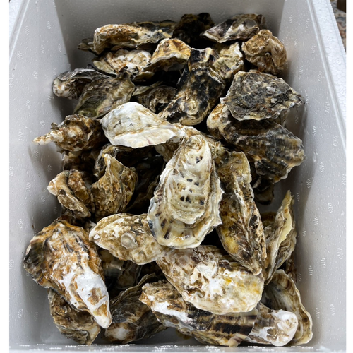 “JAPAN Emperor Oyster”Gulfood2024 Best Frozen/Chilled Product Award
