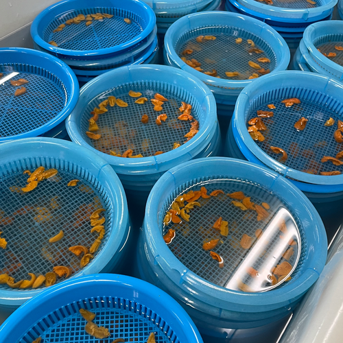 The Best of Best “Emperor Sea Urchin” in Japanese histor